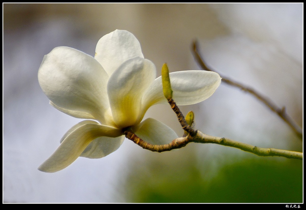 【玉兰花1】