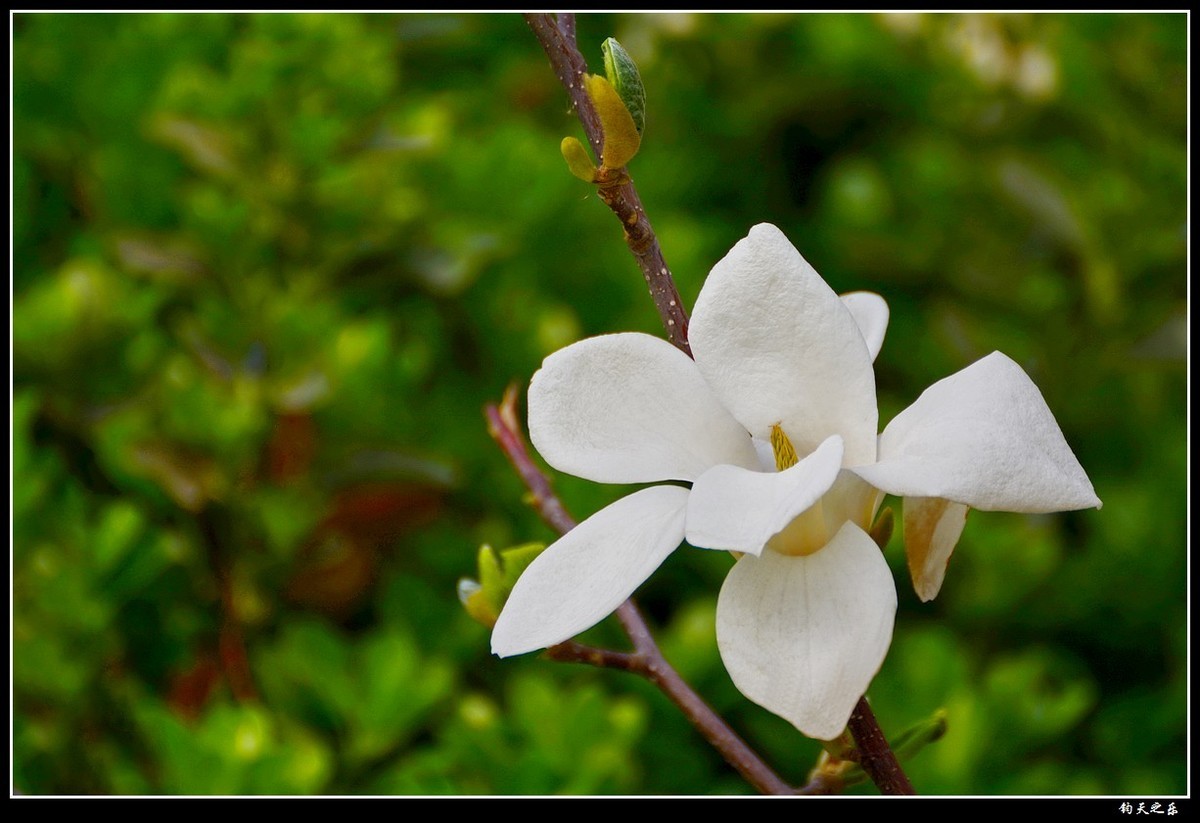 【玉兰花1】