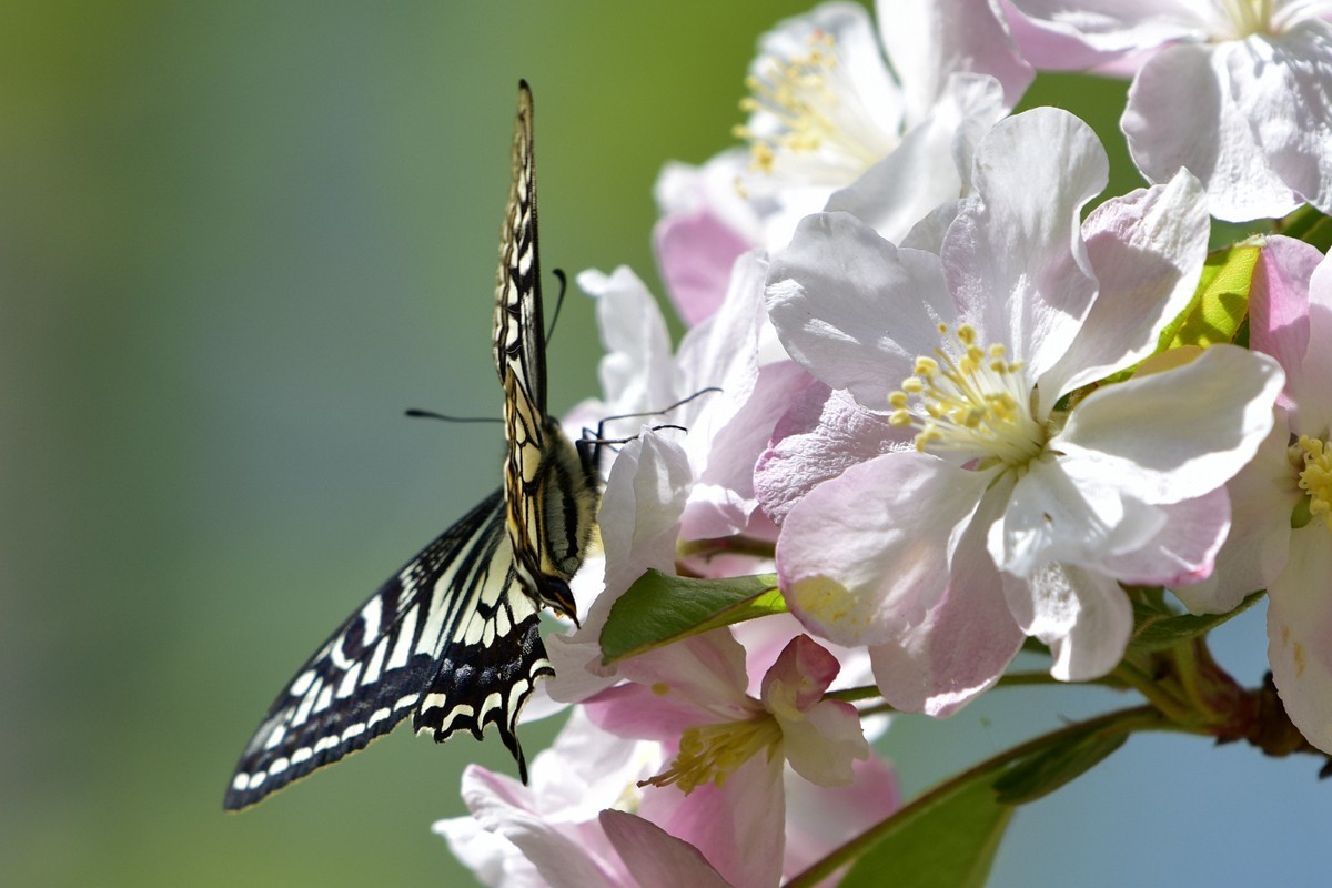 老山小区海棠花开蜜蜂蝴蝶来