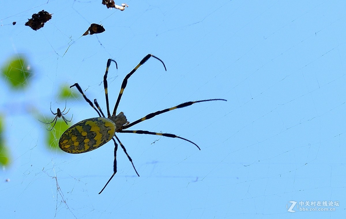 长白岛拍摄奇异的棒络新妇蜘蛛（有的蛛体上有清晰可辨的VBd英文字母）