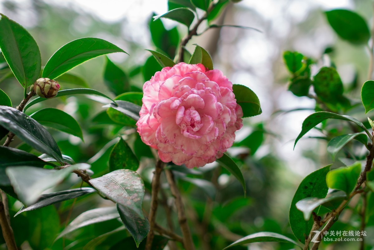 冬日茶花