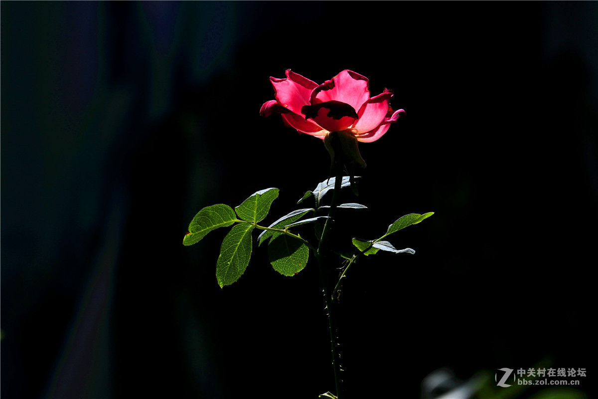 花草随拍3.