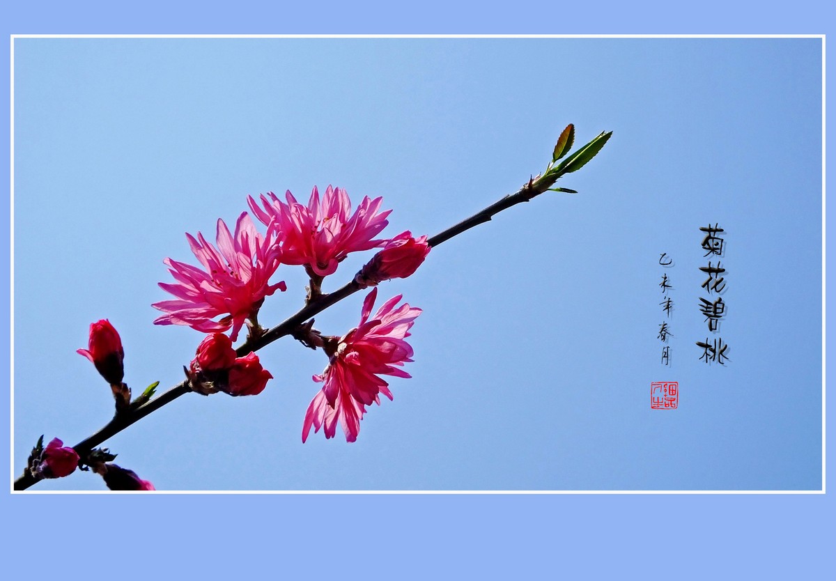 树上的菊花分外雅
