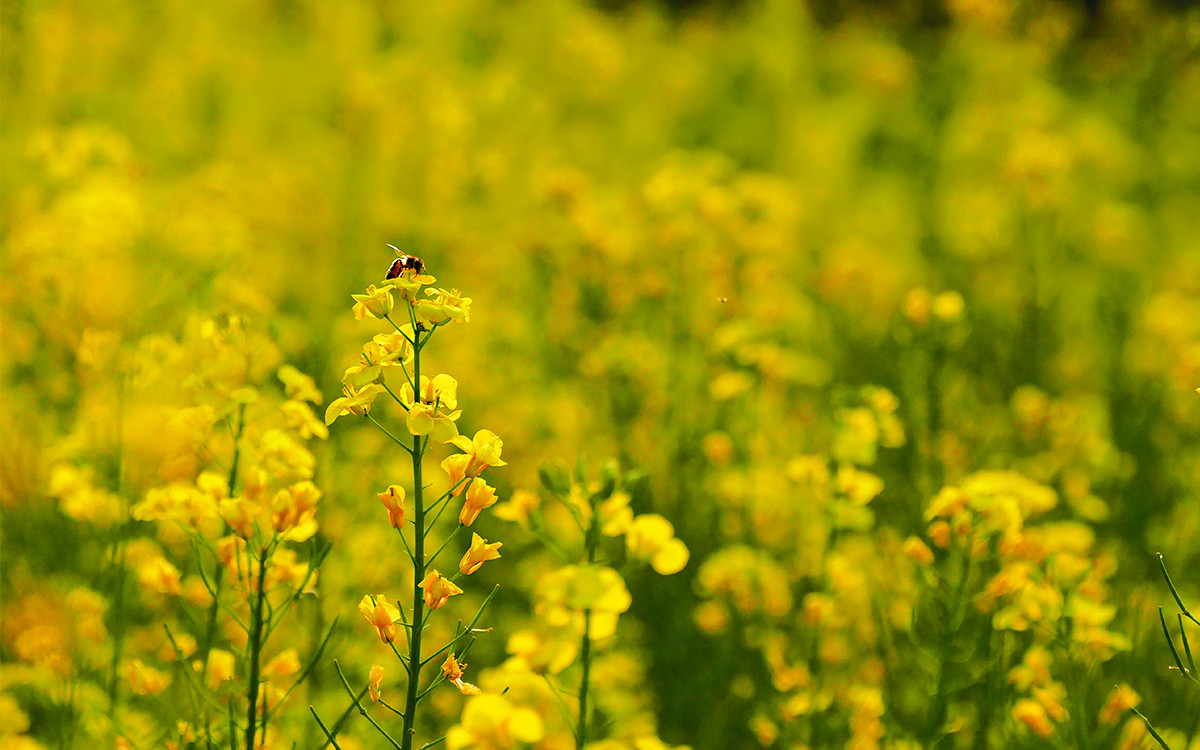 春之歌______那一抹醉人的金黄