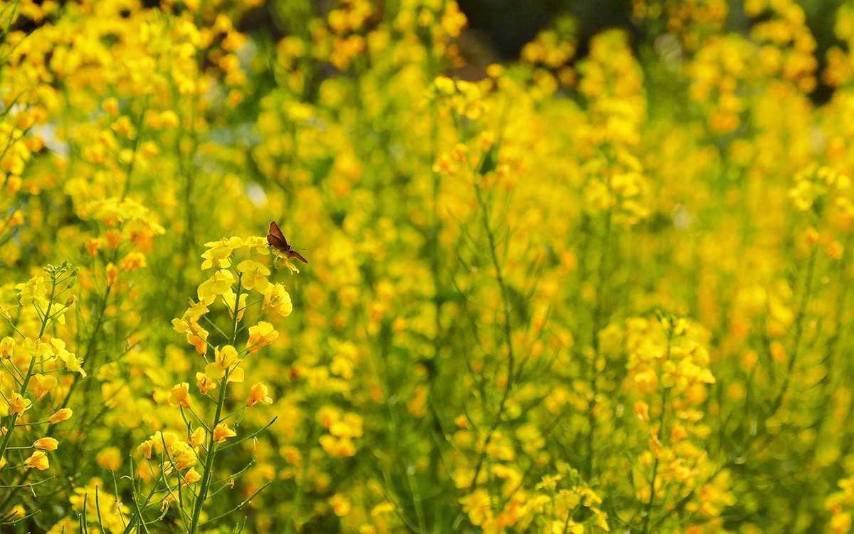 春之歌______那一抹醉人的金黄