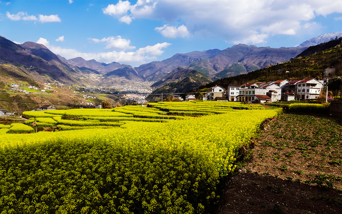 春之歌______那一抹醉人的金黄