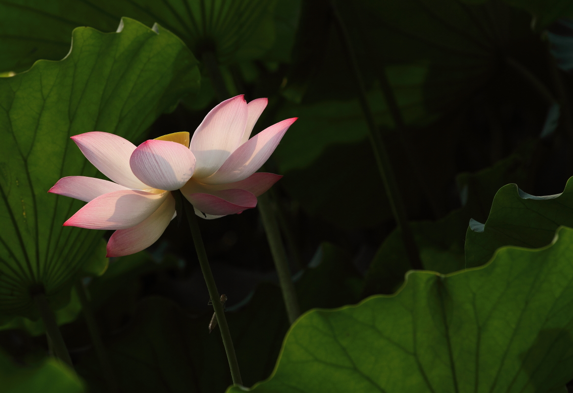 一组荷花……