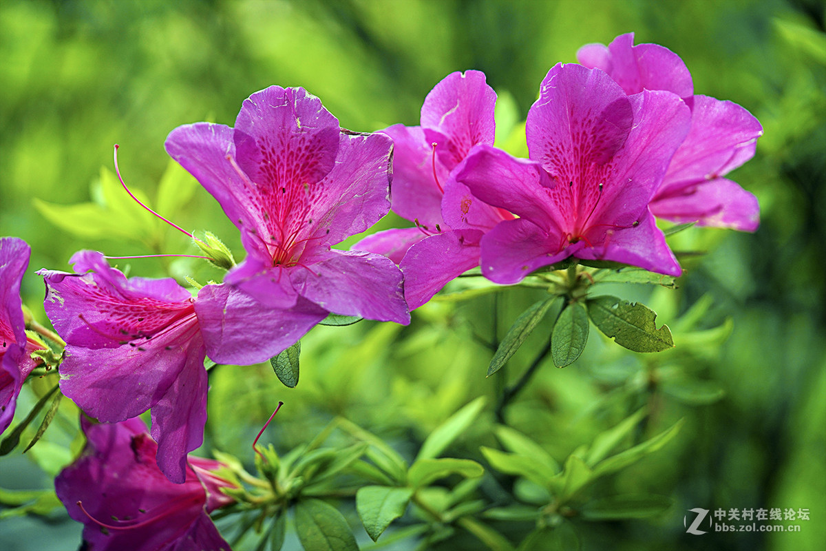 索尼全画幅微距镜头fe90f28goss微距杜鹃体验