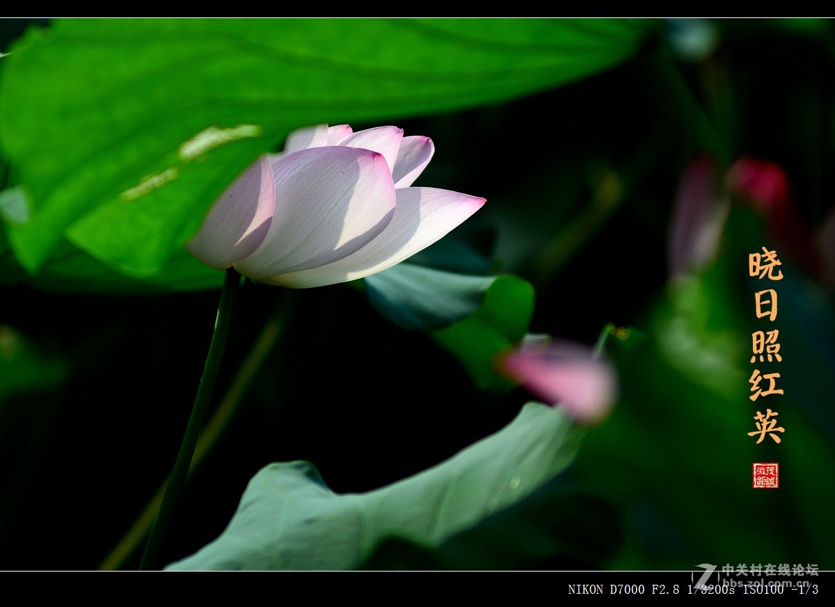 盛夏的滋味——晨风动翠叶，晓日照红英