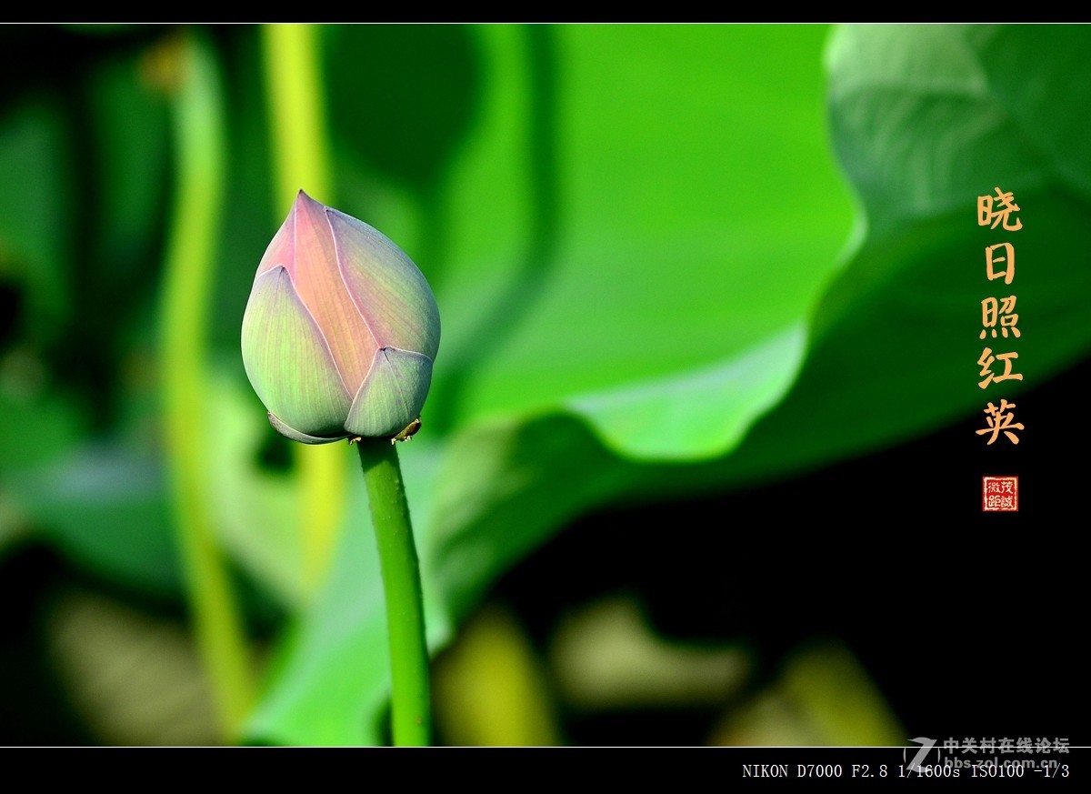 盛夏的滋味——晨风动翠叶，晓日照红英