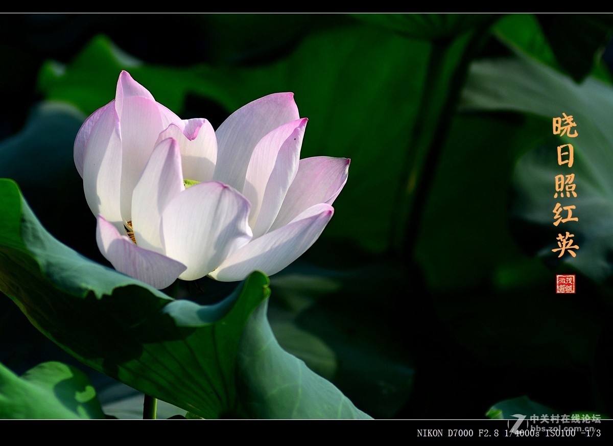 盛夏的滋味——晨风动翠叶，晓日照红英