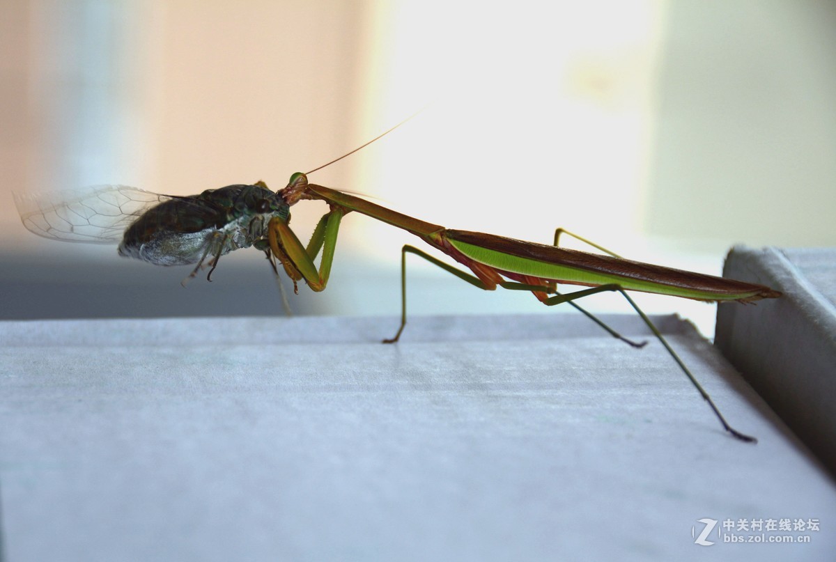 无意中的发现--螳螂捕蝉