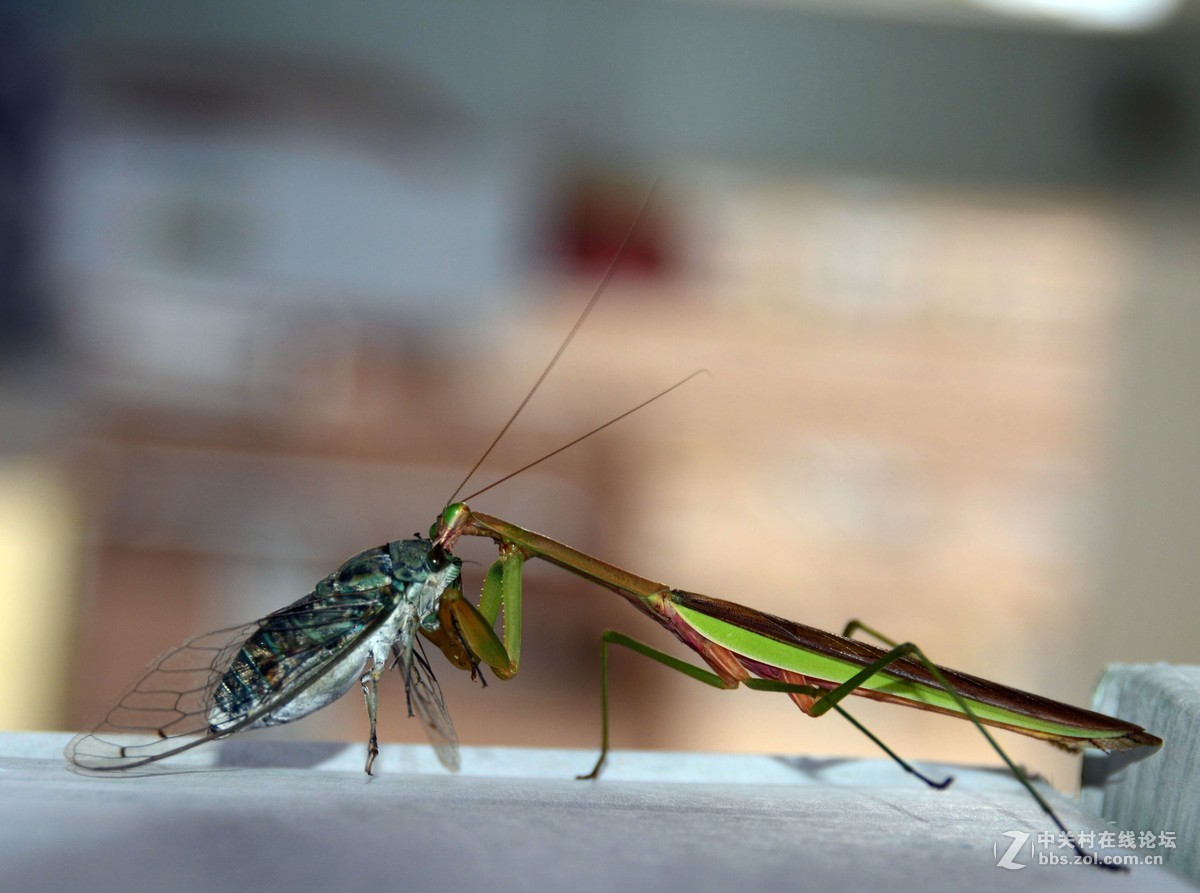 无意中的发现--螳螂捕蝉