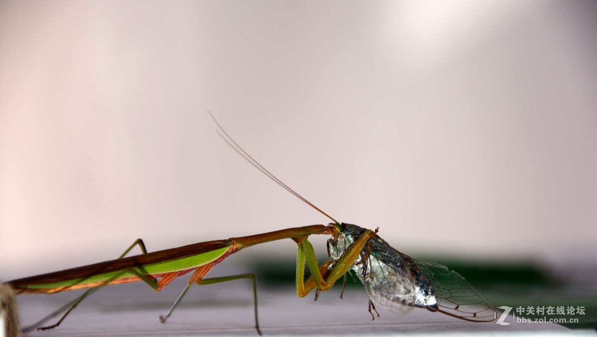 无意中的发现--螳螂捕蝉