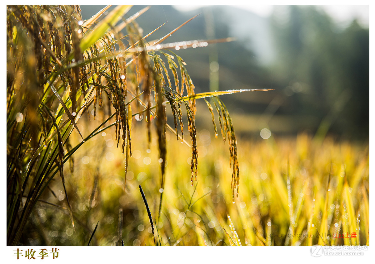 上堡梯田丰收季