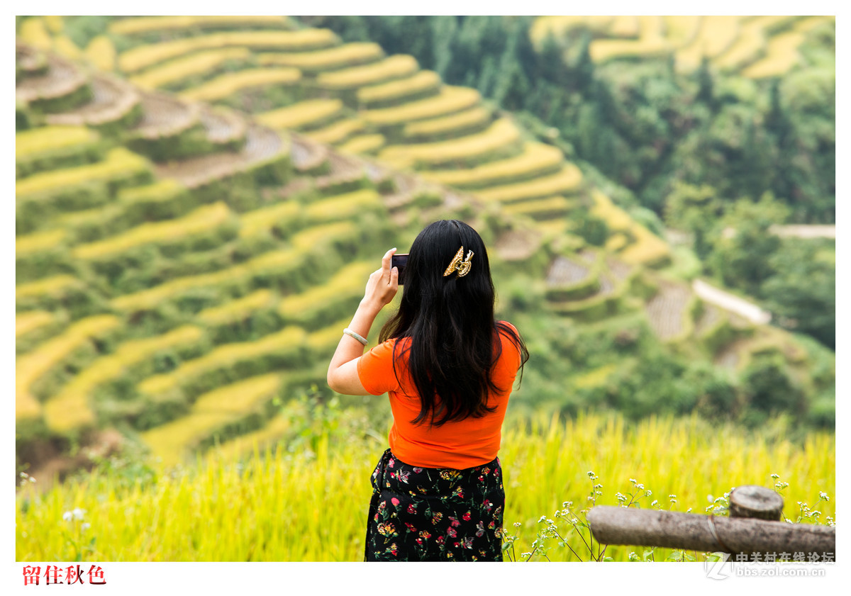 上堡梯田丰收季
