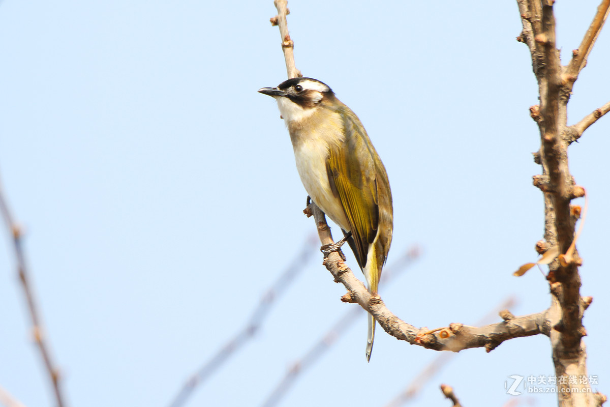 这么冷清，还是我来第一发吧，请指教