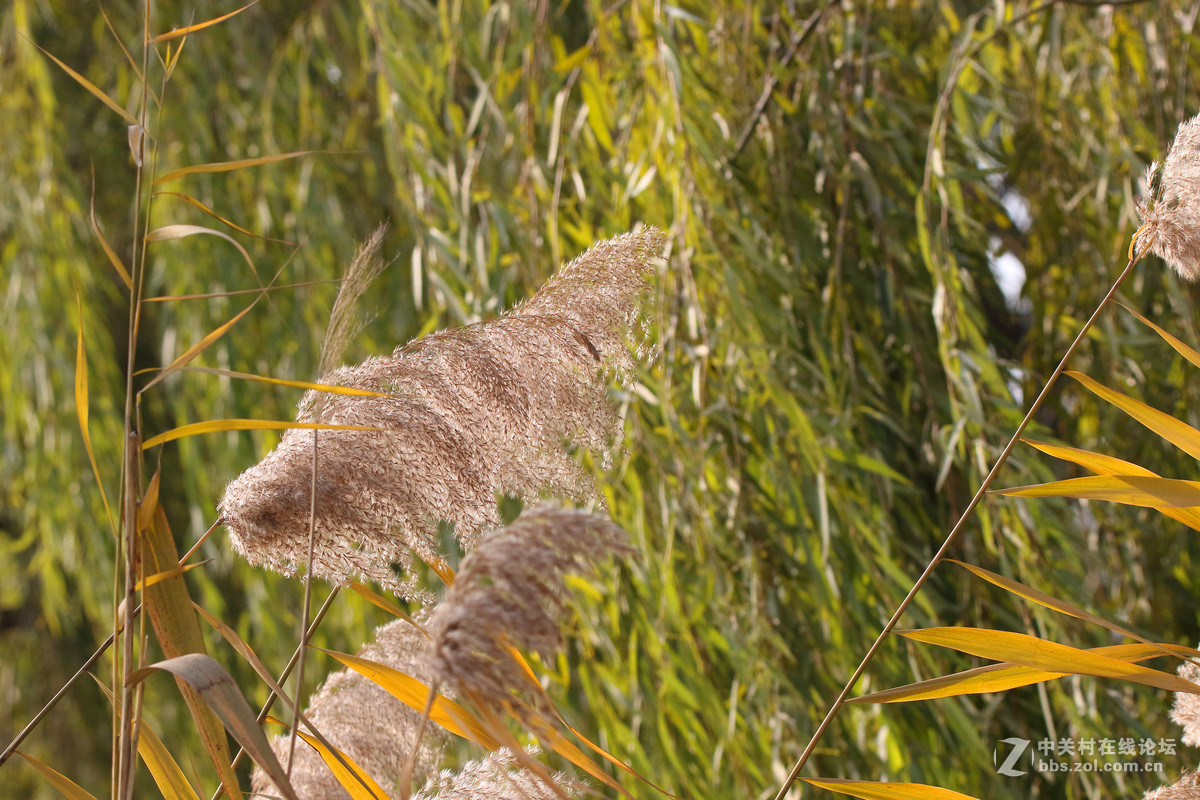 第二发，这镜头中短焦实拍表现