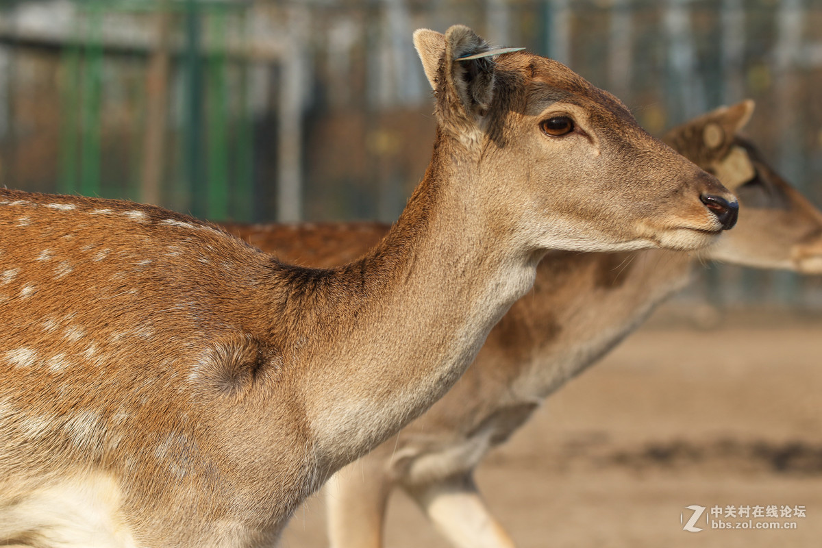第二发，这镜头中短焦实拍表现