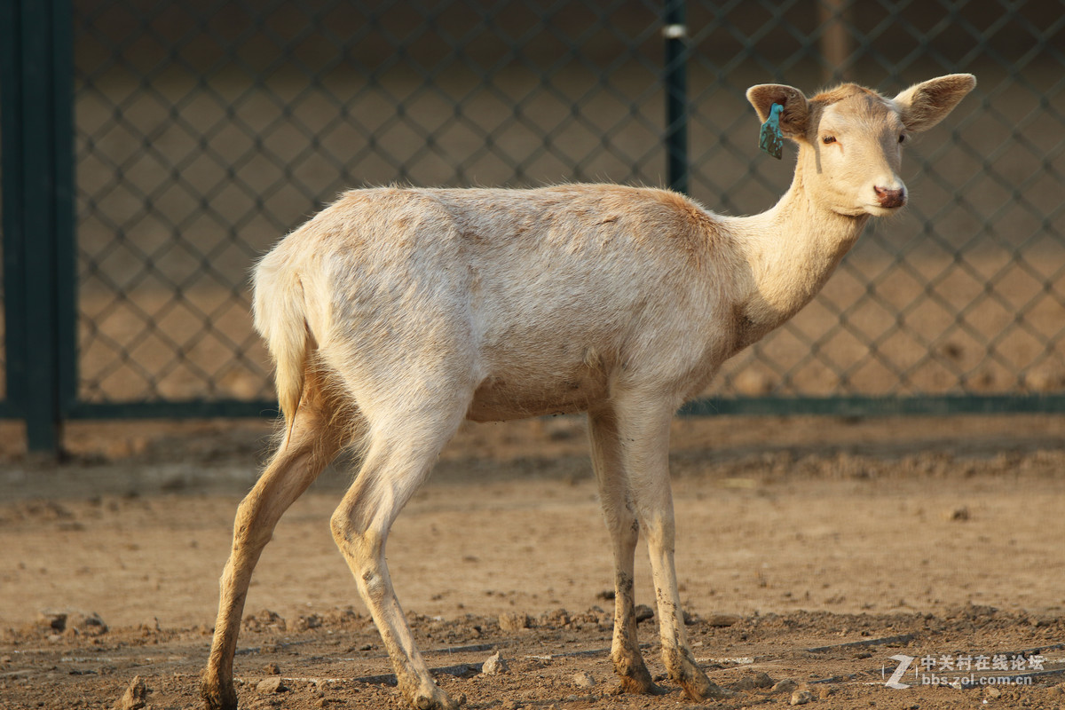 第二发，这镜头中短焦实拍表现