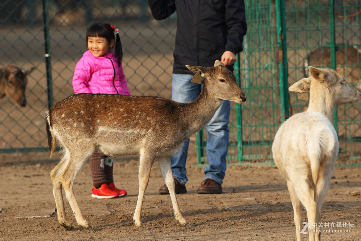 第二发，这镜头中短焦实拍表现