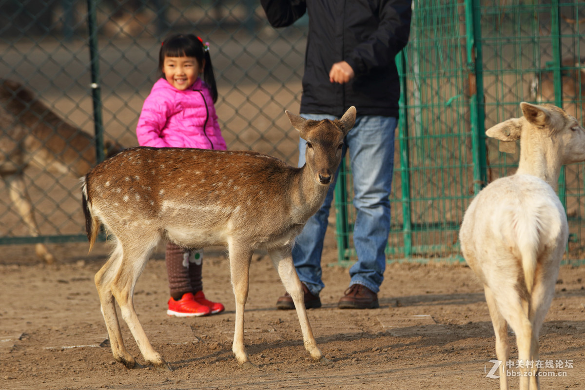 第二发，这镜头中短焦实拍表现