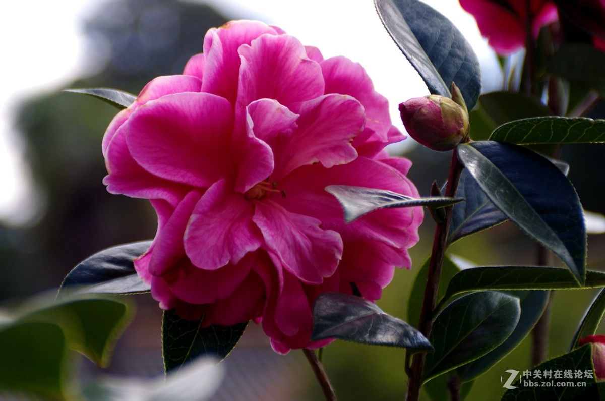 久违了，宾得星空(中国)