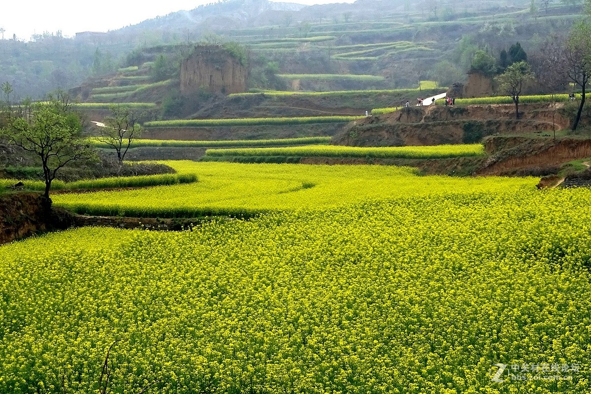 油菜花开乱石坡（村名）