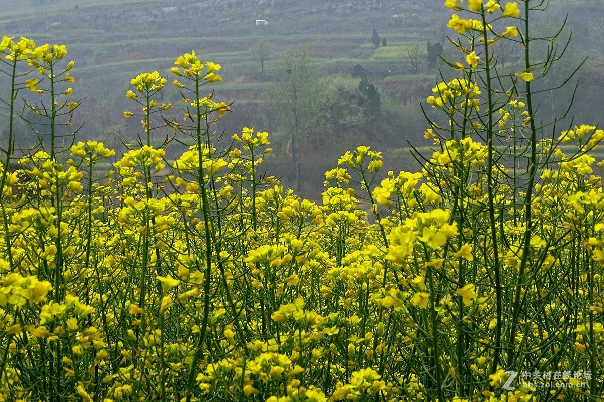 油菜花开乱石坡（村名）