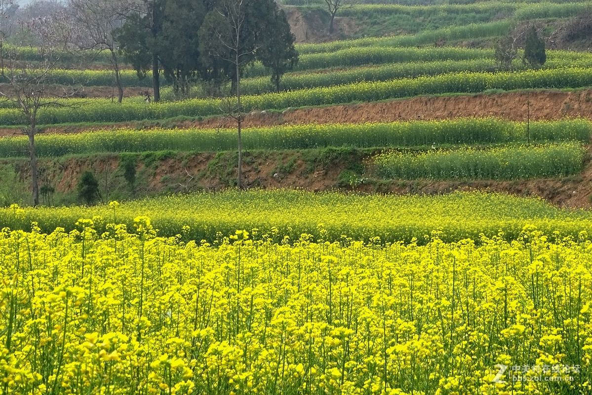油菜花开乱石坡（村名）