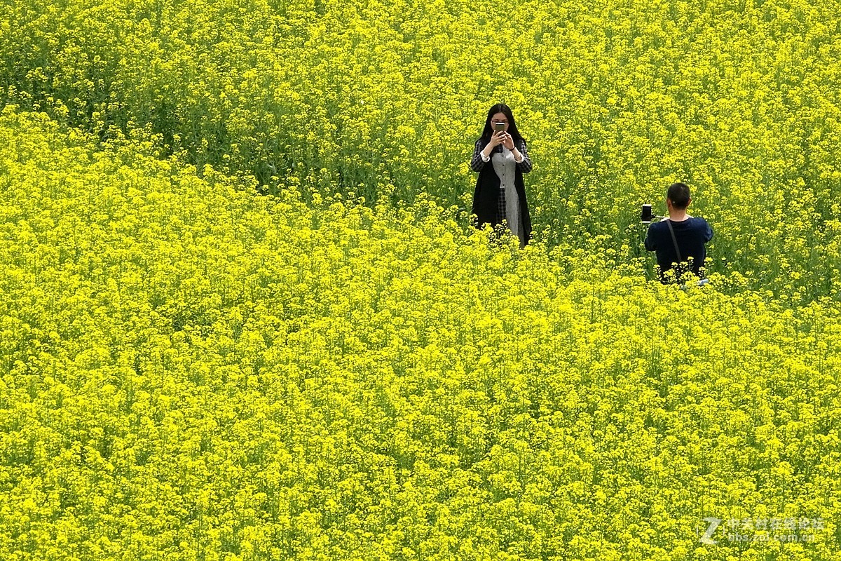 油菜花开乱石坡（村名）