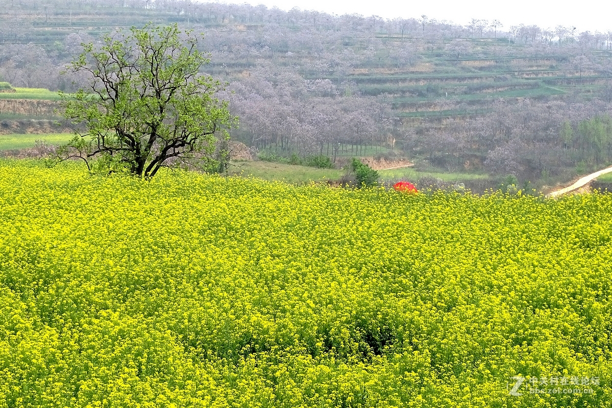 油菜花开乱石坡（村名）