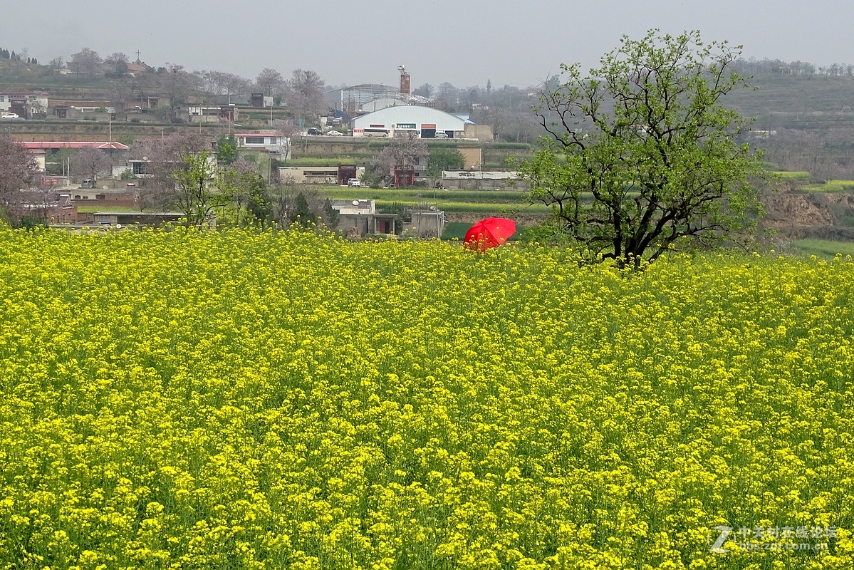 油菜花开乱石坡（村名）