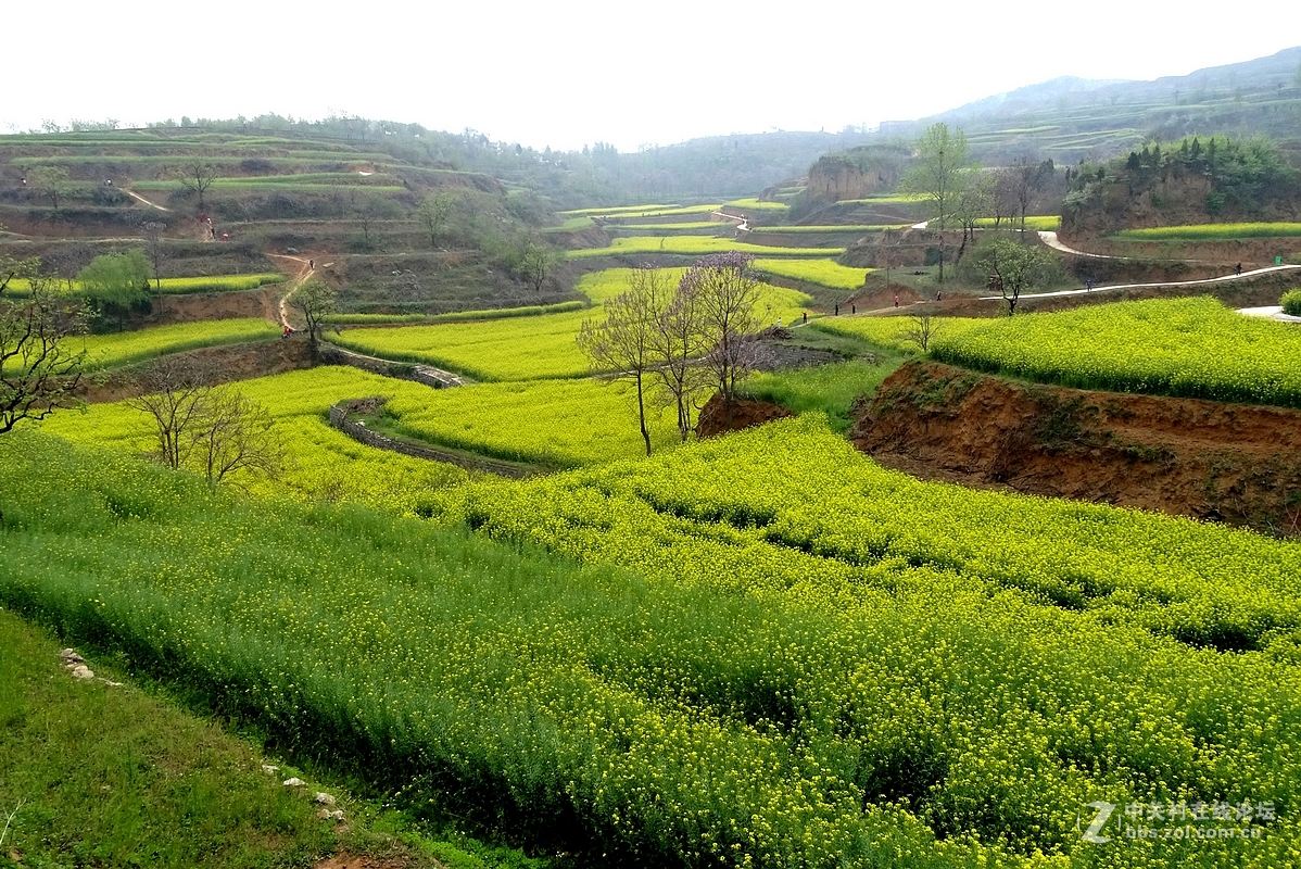 油菜花开乱石坡（村名）