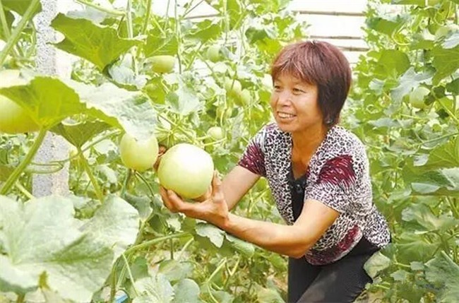 晋州旅游：众里寻他千百度，蓦然回首，那景却在，果香四溢田间处