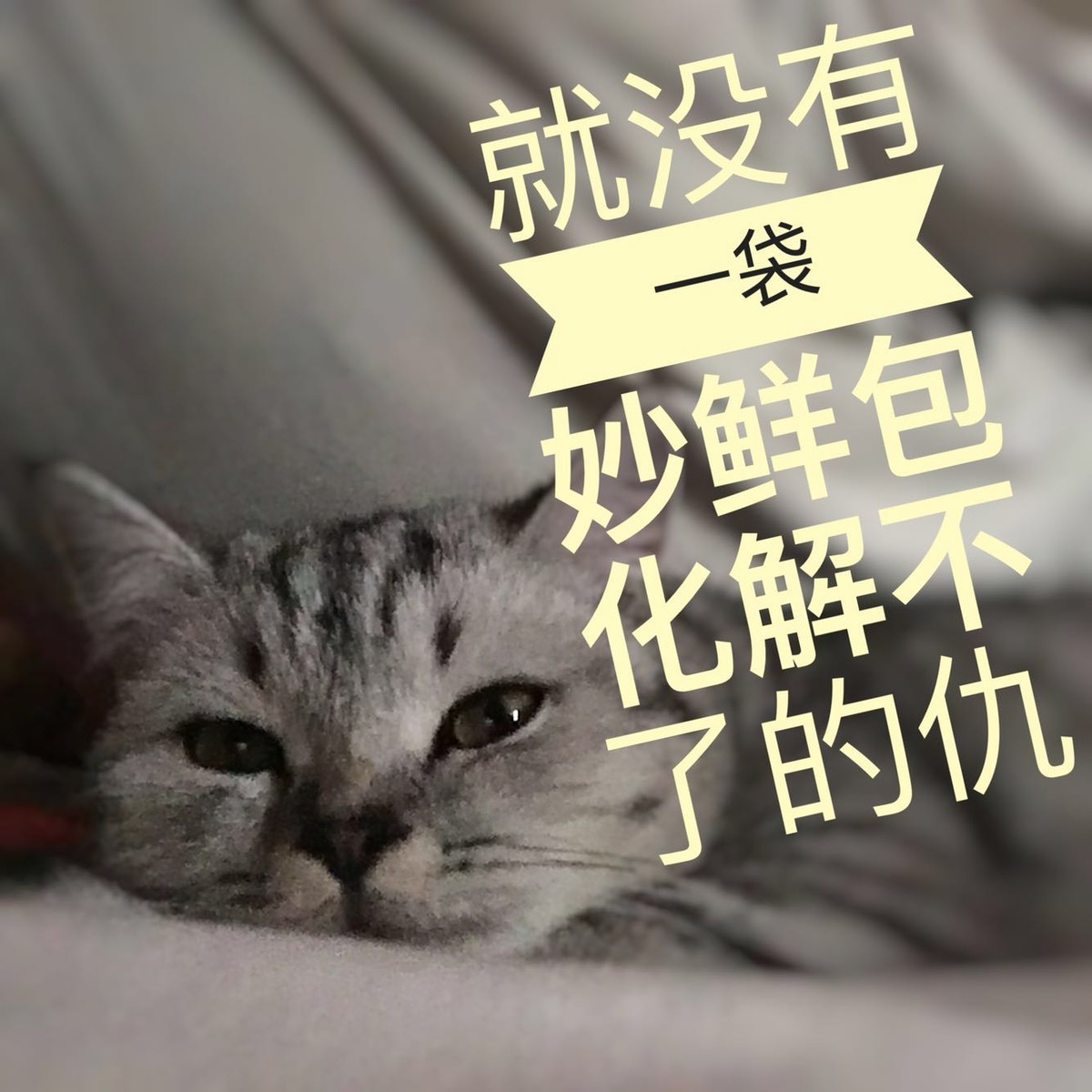 一只叫芝麻糊的猫