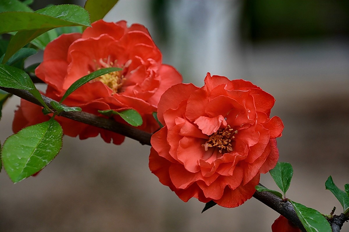 红花垂枝海棠图片图片