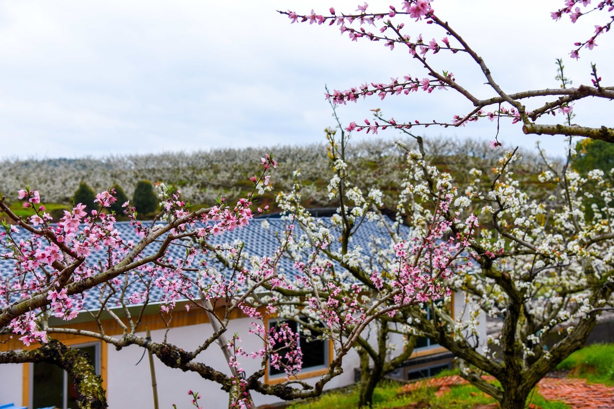 建宁县桃梨园风光