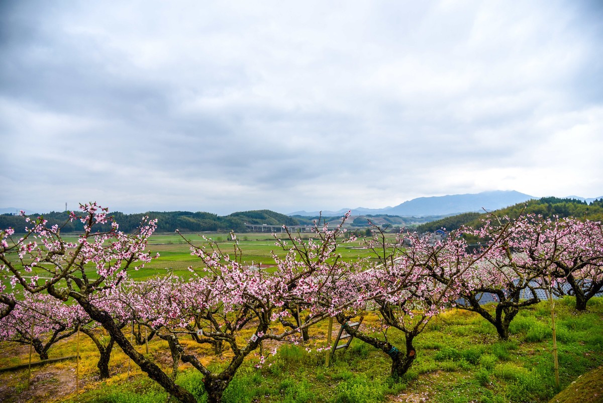 建宁县桃梨园风光