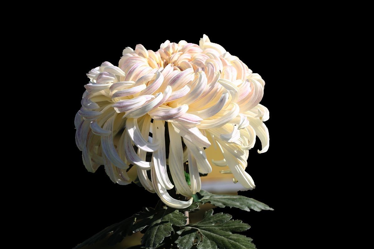 国际鲜花港菊花