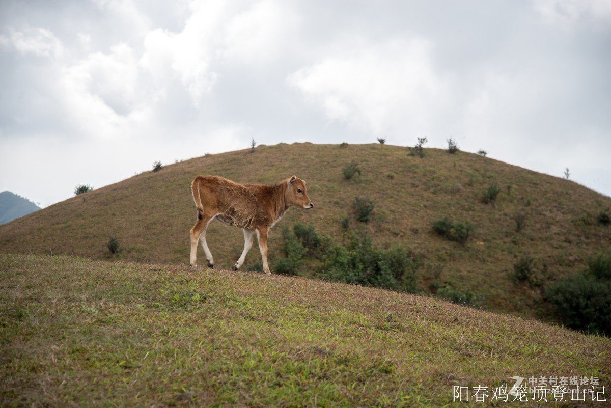 到此一游，尼康D610+尼康24 85VR