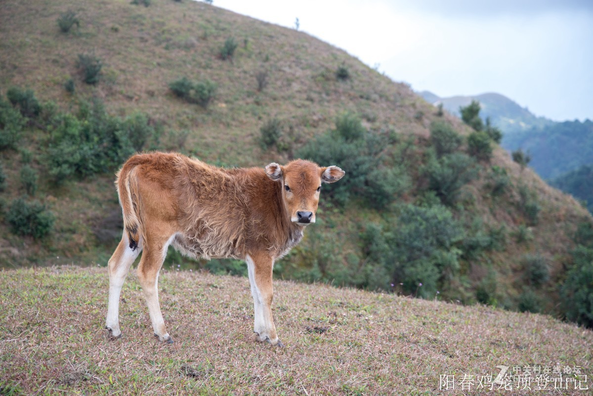 到此一游，尼康D610+尼康24 85VR