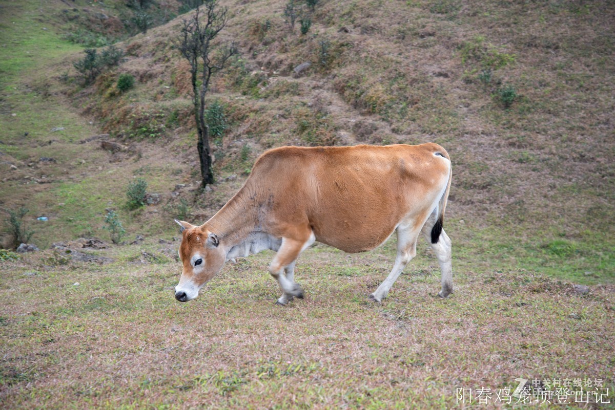 到此一游，尼康D610+尼康24 85VR