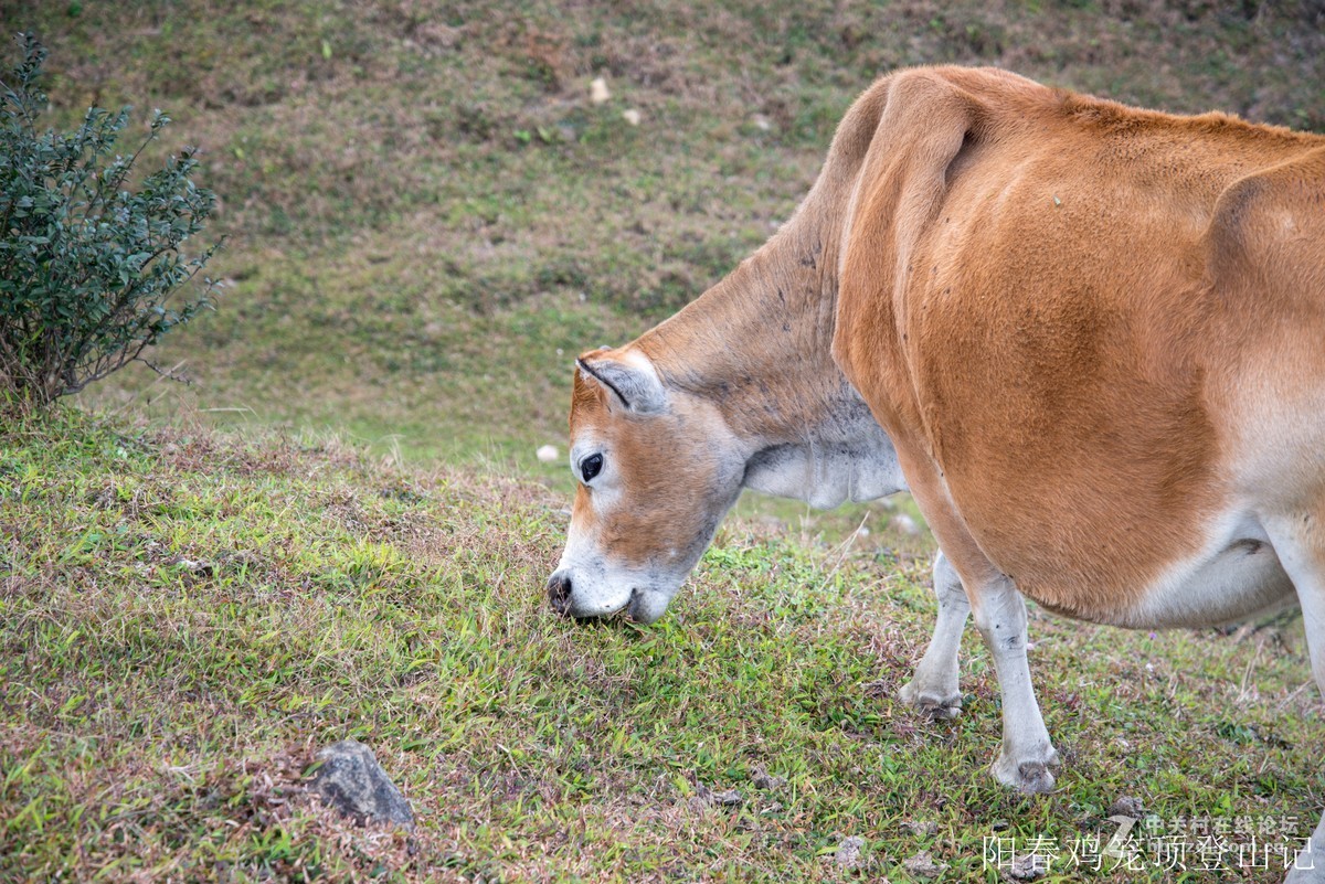 到此一游，尼康D610+尼康24 85VR