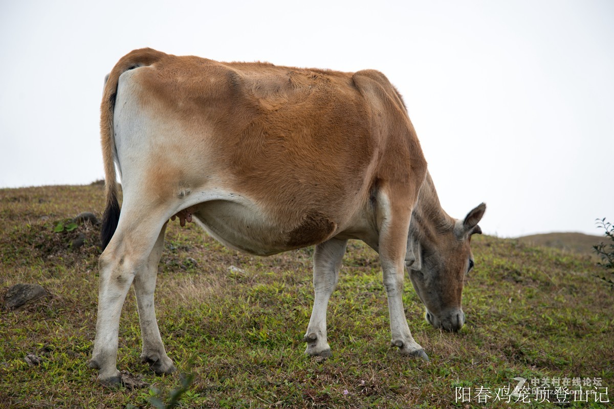 到此一游，尼康D610+尼康24 85VR
