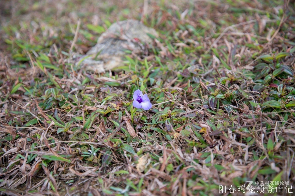 到此一游，尼康D610+尼康24 85VR