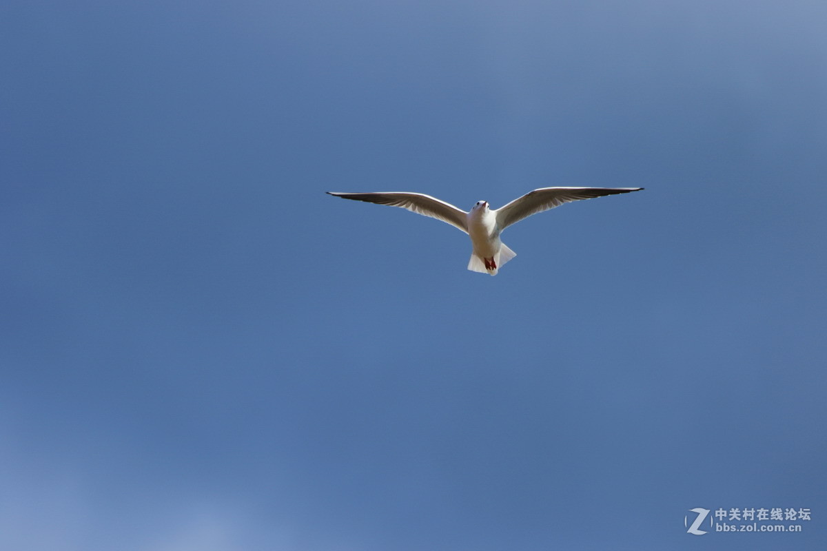 新入的7D2拍海鸥
