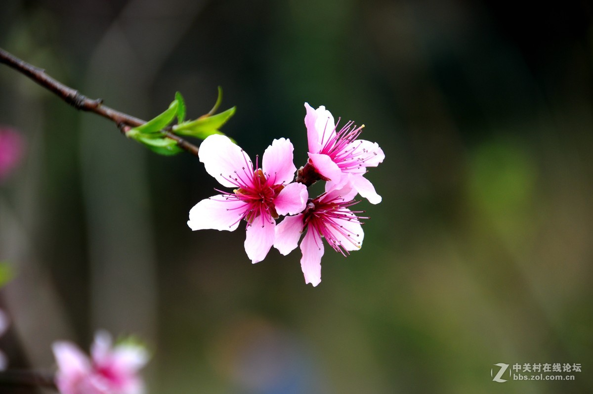三月桃花满枝头