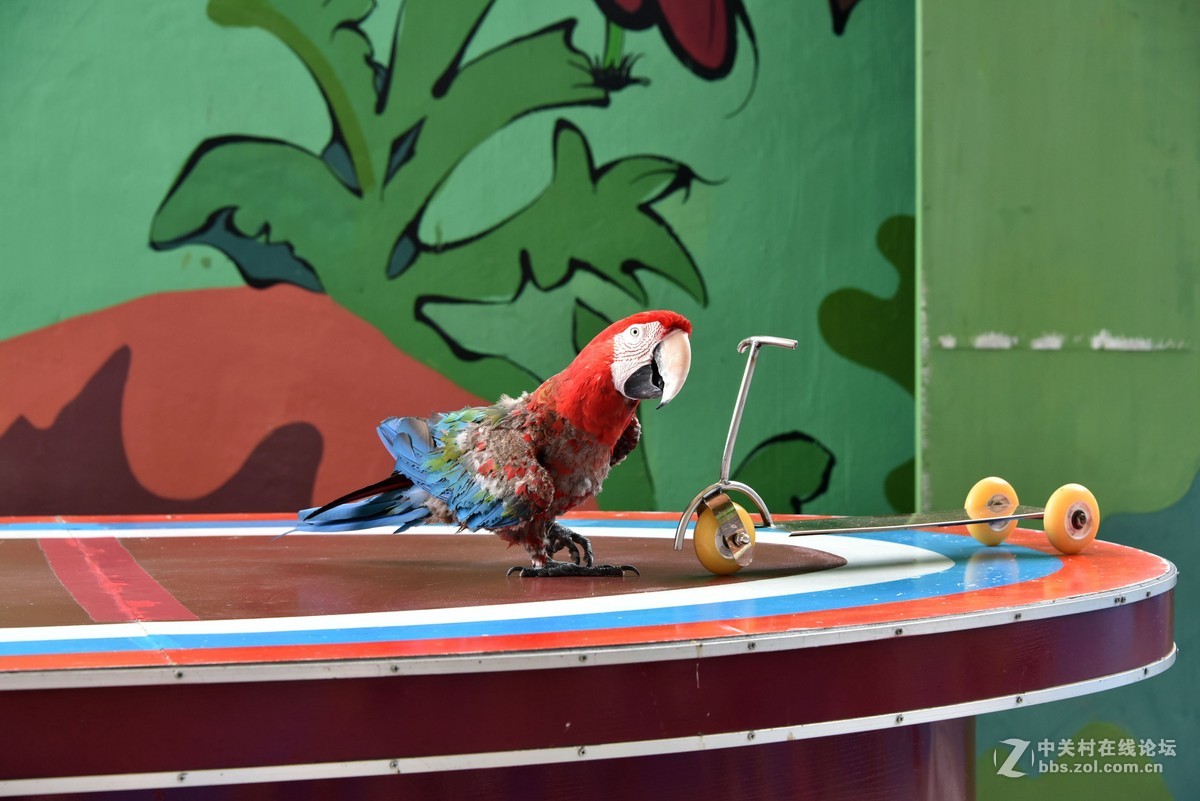 鹦鹉表演三