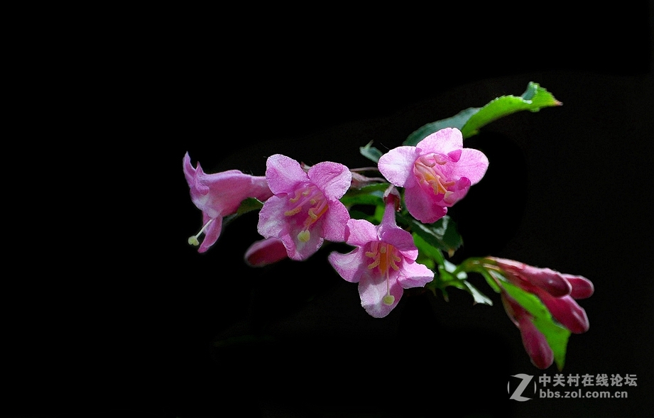 学拍花